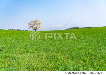 Koiwai農場和岩手山的一棵櫻花樹 40779698