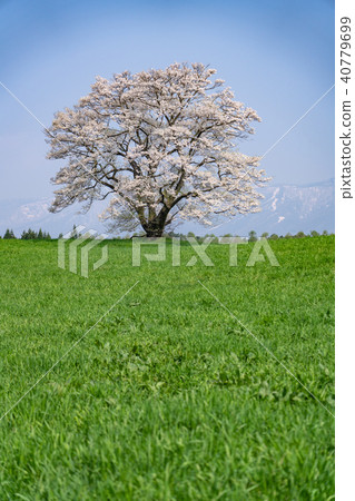 One cherry tree and Iwate mountain vertical composition of Koiwai farm One cherry tree and Iwate mountain vertical composition of Koiwai farm 40779699