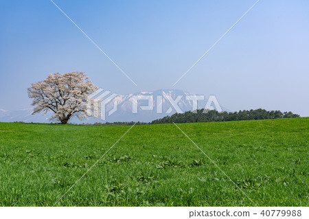 Koiwai農場和岩手山的一棵櫻花樹 Koiwai農場和岩手山的一棵櫻花樹 40779988