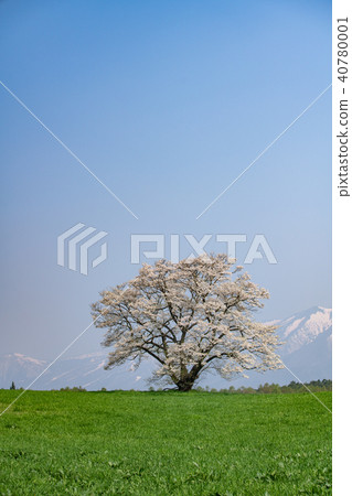 Koiwai農場和岩手山的一棵櫻花樹 40780001