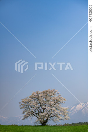 一棵櫻桃樹和藍天 40780002