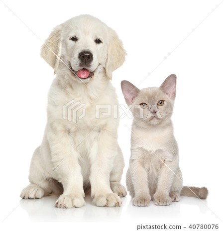 Cat and dog on white background 40780076