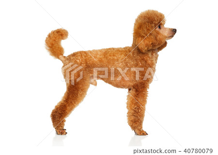 white miniature poodle