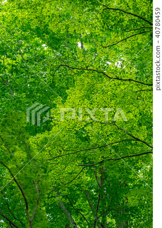 Fresh green image Beech forest Fresh green image Beech forest 40780459