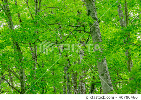 Fresh green image Beech forest 40780460