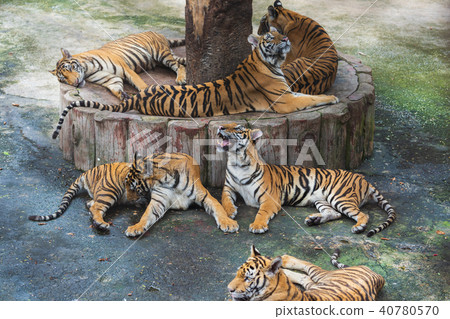 group of bengal tigers resting 40780570