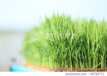 Rice planting seedling image 40780711