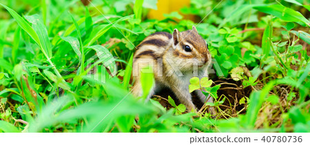 Risu Monogatari 40780736