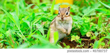 Risu Monogatari 40780737