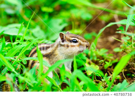 Risu Monogatari 40780738