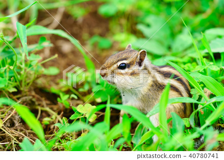 Risu Monogatari Risu Monogatari 40780741