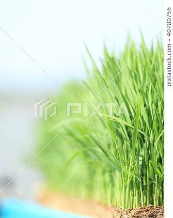Rice planting seedling image Rice planting seedling image 40780756