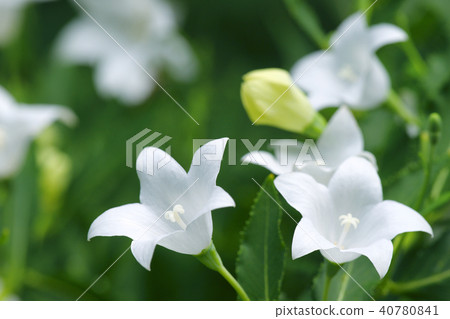 Bellflower Bellflower 40780841