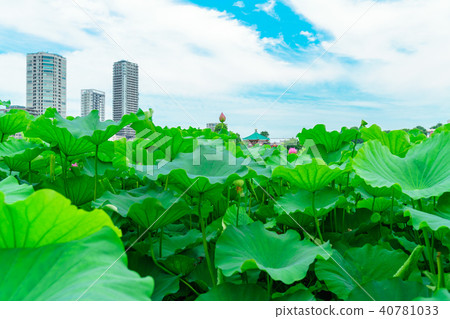 花的故事 花的故事 40781033