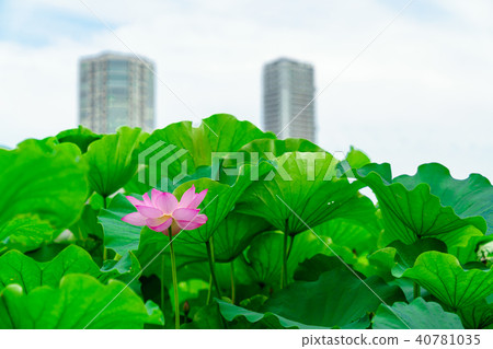 花的故事 花的故事 40781035