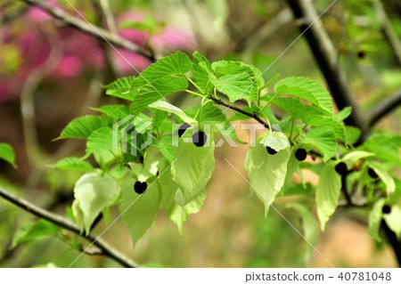 Handkerchief tree 40781048