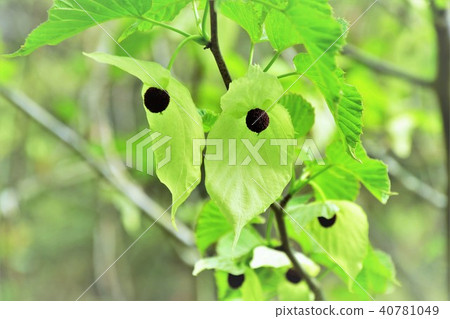 Handkerchief tree 40781049