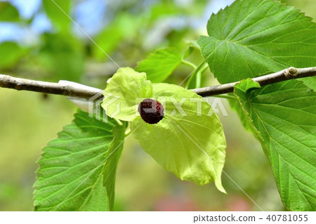 Handkerchief tree 40781055