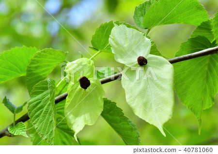 Handkerchief tree 40781060