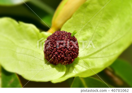 Handkerchief tree 40781062