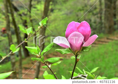 Magnolia flowers Magnolia flowers 40781116