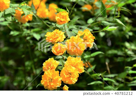 Yamaboki flowers Yamaboki flowers 40781212