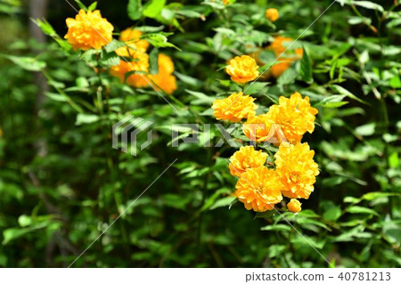 Yamaboki花 40781213