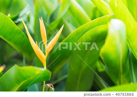 Bird of paradise flower 40781668