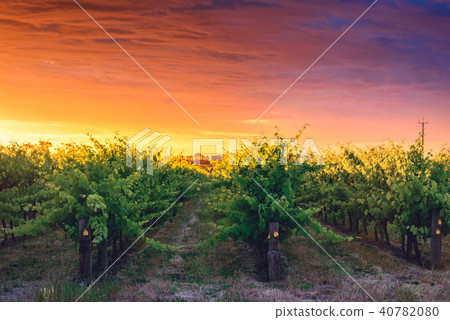 Grape vines in McLaren Vale at sunset 40782080