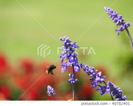 Blue salvia Blue salvia 40782401