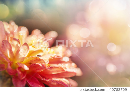 Flowers Flowers 40782709