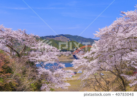 Cherry blossoms along the lakeside of Nanakawa Dam 40783048