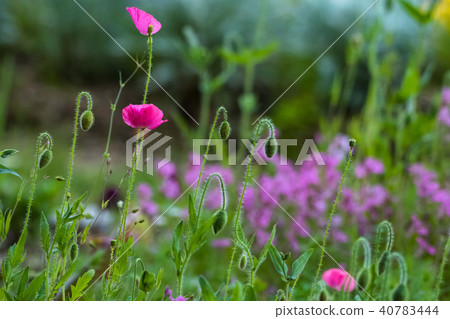 長見罌粟殖民地 長見罌粟殖民地 40783444