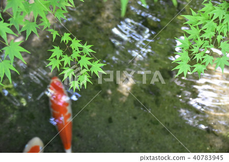 Autumnal leaves and Nishikigoi Autumnal leaves and Nishikigoi 40783945