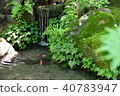 Pond and Nishikigoi 40783947