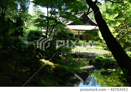 Fresh green reflected in the pond Fresh green reflected in the pond 40783952