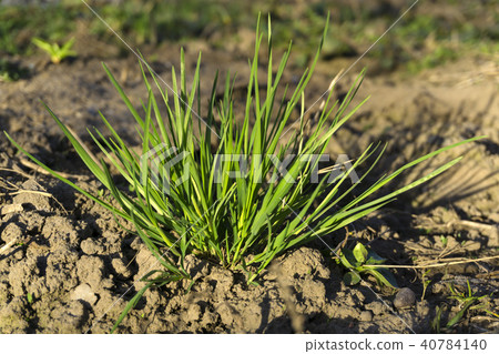 young spring green grass on bare earth young spring green grass on bare earth 40784140