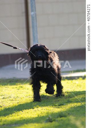 Big black dog running on a leash in the Park, the view of full face Big black dog running on a leash in the Park, the view of full face 40784271