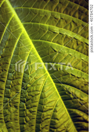 floral background - surface of leaf of a plant floral background - surface of leaf of a plant 40784702