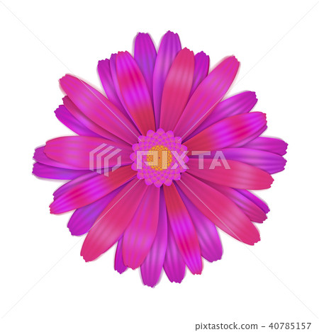 Bright purple gerbera flower on white Bright purple gerbera flower on white 40785157