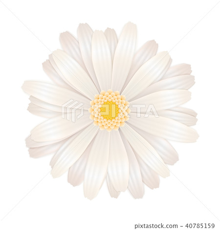 Bright white gerbera flower on white Bright white gerbera flower on white 40785159