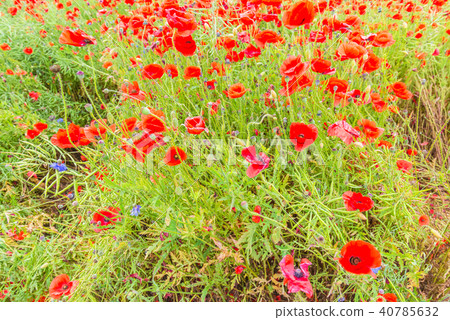 Tender shot of red poppies 40785632