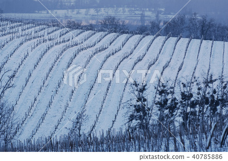 Snow covered vineyards Snow covered vineyards 40785886