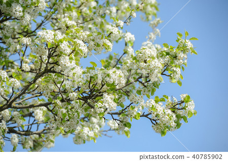 Cherry blossom-Spring Cherry blossom-Spring 40785902