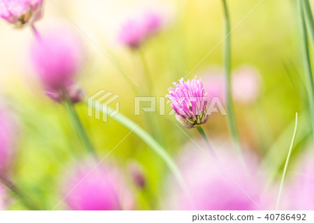 Nice small pink bloom of chive herb  40786492
