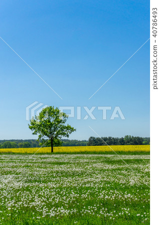 Single tree between meadow full of dandelions Single tree between meadow full of dandelions 40786493