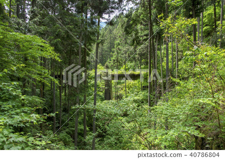 Fresh green Okutama prefecture road Road cargo line Concrete bridge Fresh green Okutama prefecture road Road cargo line Concrete bridge 40786804