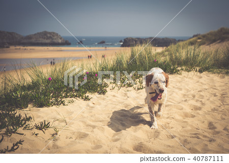 Happy berner sennen dog outdoors playing Happy berner sennen dog outdoors playing 40787111