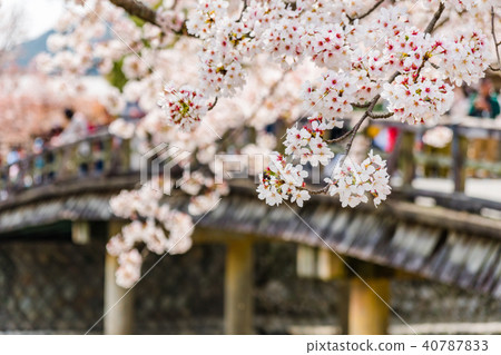 Spring landscape in Kyoto Sakura in full bloom in Arashiyama Kyoto Japan Spring landscape in Kyoto Sakura in full bloom in Arashiyama Kyoto Japan 40787833