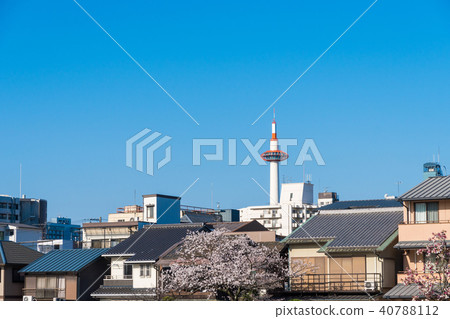春天風景在盛開的京都佐倉沿Kamogawa京都日本 春天風景在盛開的京都佐倉沿Kamogawa京都日本 40788112